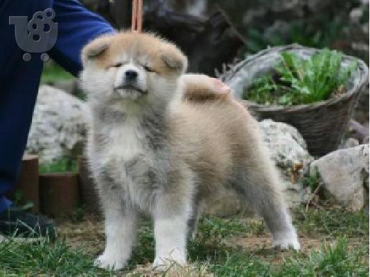 PoulaTo: AKITA INU